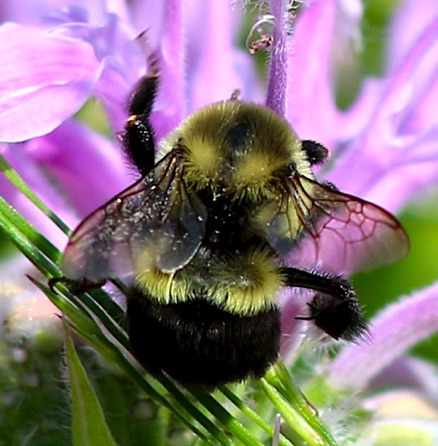 Eastern Common Bumble Bee
Bombus impatiens Eastern Common Bumble Bee
Bombus impatiens