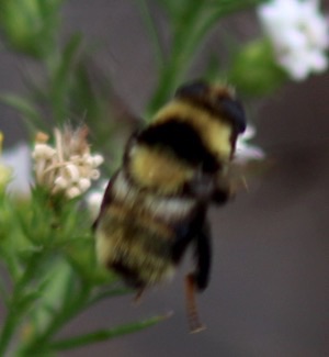Rusty-patched Bumble Bee
Bombus affinis Rusty-patched Bumble Bee
Bombus affinis