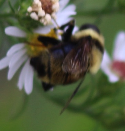 Rusty-patched Bumble Bee
Bombus affinis Rusty-patched Bumble Bee
Bombus affinis