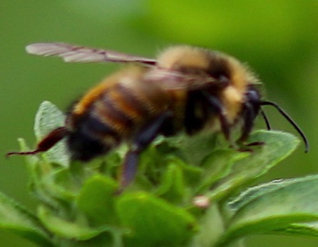 Red-belted Bumble Bee
Bombus rufocinctus Red-belted Bumble Bee
Bombus rufocinctus