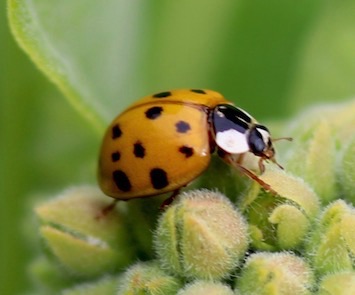 Multicolored Asian Ladybird (alien)
Harmonia axyridis Multicolored Asian Ladybird (alien)
Harmonia axyridis