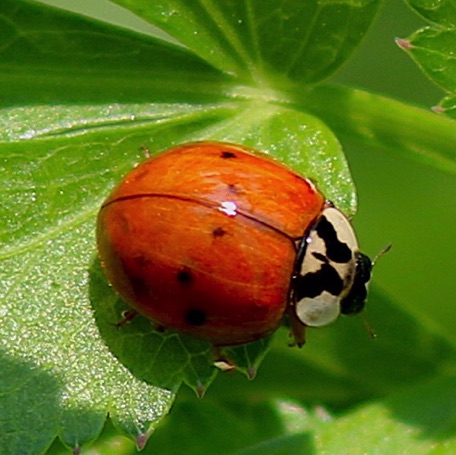 Multicolored Asian Ladybird (alien)*
Harmonia axyridis Multicolored Asian Ladybird (alien)*
Harmonia axyridis