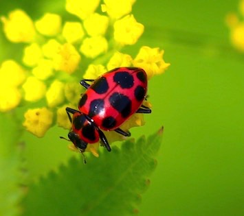 Spotted Ladybird*
Coleomegilla maculate lengi Spotted Ladybird*
Coleomegilla maculate lengi