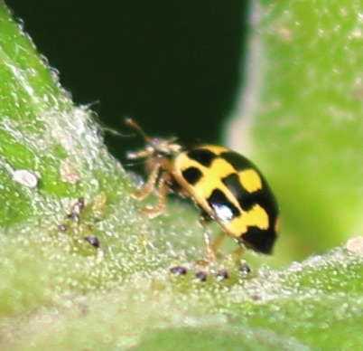 Fourteen-spotted Ladybird (alien)*
Propylea quatuordecimpunctata Fourteen-spotted Ladybird (alien)*
Propylea quatuordecimpunctata