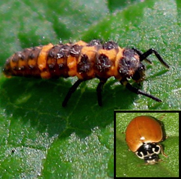 Spotless Ladybird
Cycloneda munda Spotless Ladybird
Cycloneda munda