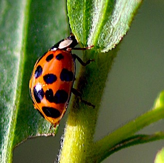 Multicolored Asian Ladybird (alien)
Harmonia axyridis Multicolored Asian Ladybird (alien)
Harmonia axyridis