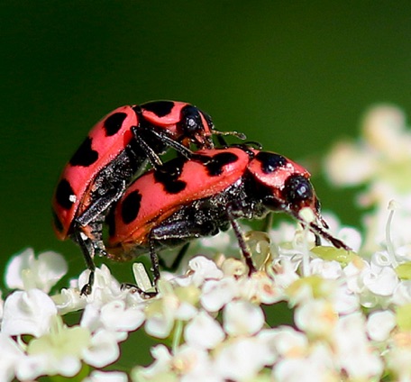 Spotted Ladybird
Coleomegilla maculate lengi Spotted Ladybird
Coleomegilla maculate lengi