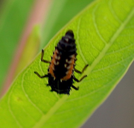 Multicolored Asian Ladybird larva
Harmonia axyridis (alien) Multicolored Asian Ladybird larva
Harmonia axyridis (alien)