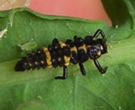 Spotted Ladybird Larva
Coleomegilla maculate lengi Spotted Ladybird Larva
Coleomegilla maculate lengi