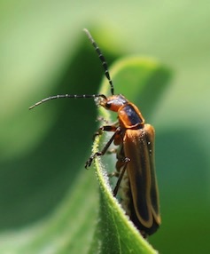 Marginal Leather-wing*
Chauliognathus marginatus Marginal Leather-wing*
Chauliognathus marginatus