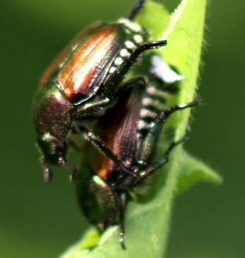 Japanese Beetles*
Papilla japonioca Japanese Beetles*
Papilla japonioca