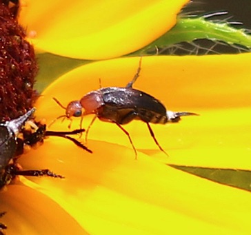 Tumbling Flower Beetle*
Mordellistena cervicalis Tumbling Flower Beetle*
Mordellistena cervicalis