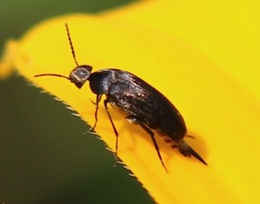 Tumbling Flower Beetle*
Mordellaria serval Tumbling Flower Beetle*
Mordellaria serval
