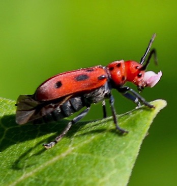 Red Milkweed Beetle*
Tetrodes tetraophthalmus Red Milkweed Beetle*
Tetrodes tetraophthalmus