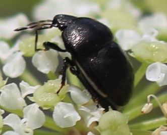 Ebony Bug*
Thyreocoridae spp. Ebony Bug*
Thyreocoridae spp.