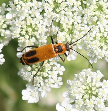 Marginal Leather-wing*
Chauliognathus marginatus Marginal Leather-wing*
Chauliognathus marginatus