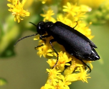 Black AsterBug, Blister Beetle*
Epicauta pensylvanica Black AsterBug, Blister Beetle*
Epicauta pensylvanica