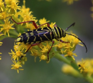Locust Borer*
Megacyllene robiniae Locust Borer*
Megacyllene robiniae