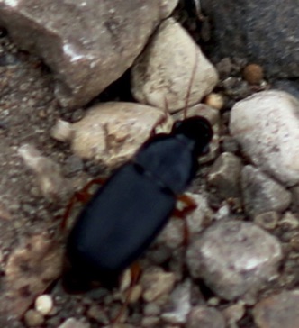 Unknown Ground Beetle Unknown Ground Beetle
