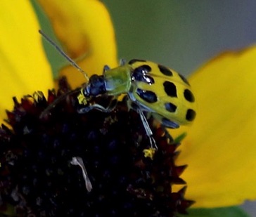 Spotted Cucumber*
Diabrotica undecimpunctata Spotted Cucumber*
Diabrotica undecimpunctata