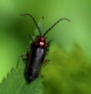 Soft-winged Flower Beetle?
Collops spp. Soft-winged Flower Beetle?
Collops spp.
