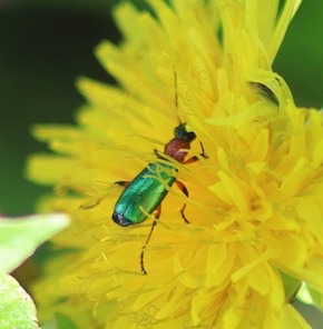 Soft-winged Flower Beetle?
Collops spp. Soft-winged Flower Beetle?
Collops spp.