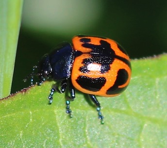 Swamp Milkweed Beetle*
Labidomera clivicollis Swamp Milkweed Beetle*
Labidomera clivicollis