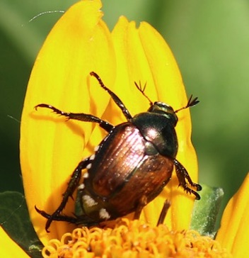 Japanese Beetle*
Popillia japonica Japanese Beetle*
Popillia japonica