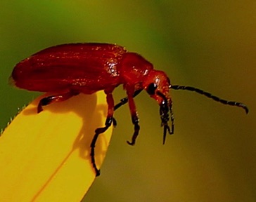 Brown Blister Beetle*
Zonitis vittigera Brown Blister Beetle*
Zonitis vittigera