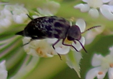 Shield Black & Gray Tumbling Flower*
Mordella marginata Shield Black & Gray Tumbling Flower*
Mordella marginata