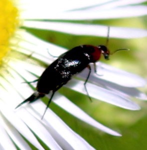 Tumbling Flower Beetle*
Mordellistena cervicalis Tumbling Flower Beetle*
Mordellistena cervicalis