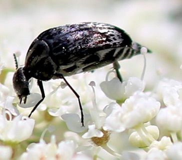 Tumbling Flower Beetle*
Mordella atrata Tumbling Flower Beetle*
Mordella atrata