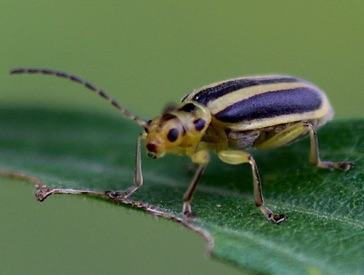 Skeletonizing Leaf Beetle*
Trihadba adela Skeletonizing Leaf Beetle*
Trihadba adela