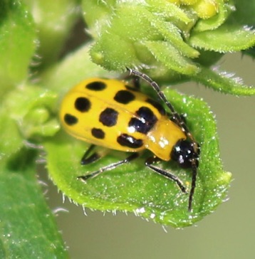 Spotted Cucumber*
Diabrotica undecimpunctata Spotted Cucumber*
Diabrotica undecimpunctata