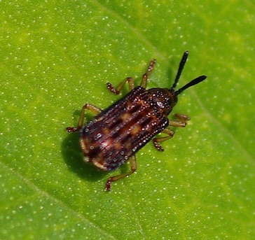 Leaf Beetle*
Sumitrosis inaequalis Leaf Beetle*
Sumitrosis inaequalis