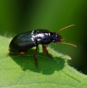 Seed Eating Ground Beetle*
Amara quenseli Seed Eating Ground Beetle*
Amara quenseli