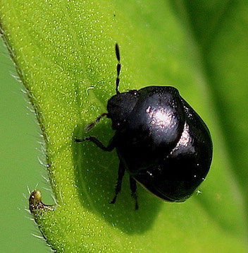 Ebony Bug*
Thyreocoridae spp. Ebony Bug*
Thyreocoridae spp.