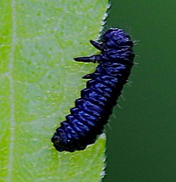 Skeletonizing Leaf Beetle
Trirhabda Larva Skeletonizing Leaf Beetle
Trirhabda Larva