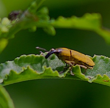 Rhubarb Weevil*
Lixus concavus Rhubarb Weevil*
Lixus concavus