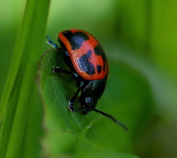 Milkweed Beetle
Labidomera clivicollis Milkweed Beetle
Labidomera clivicollis