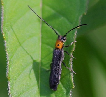 Raspberry Cane Borer*
Oberea perspicillata Raspberry Cane Borer*
Oberea perspicillata