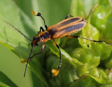 Marginal Leather-wing*
Chauliognathus marginatus Marginal Leather-wing*
Chauliognathus marginatus