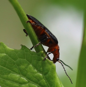 Master Blister Beetle*
Lytta magister Master Blister Beetle*
Lytta magister