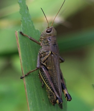 Herringbone
Melanoplus differentialis Herringbone
Melanoplus differentialis
