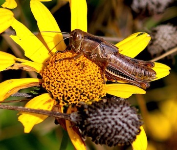 Immature Herringbone
Melanoplus differentialis Immature Herringbone
Melanoplus differentialis