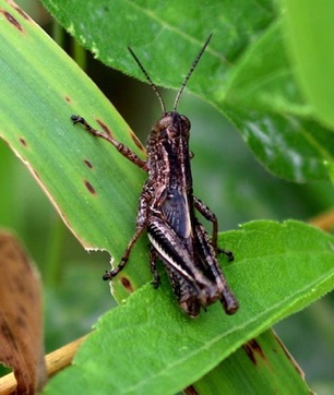 Red-legged Grasshopper
Melanoplus femurrubrum Red-legged Grasshopper
Melanoplus femurrubrum