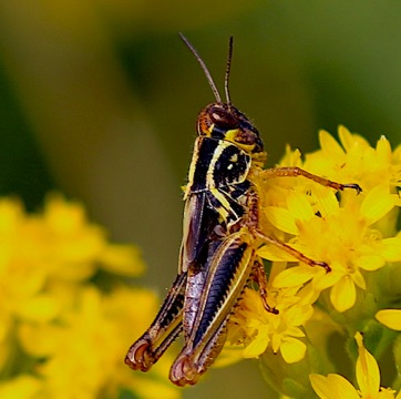 Red-legged Grasshopper
Melanoplus femurrubrum Red-legged Grasshopper
Melanoplus femurrubrum