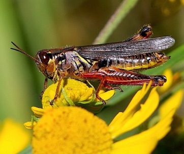 Red-legged Grasshopper
Melanoplus femurrubrum Red-legged Grasshopper
Melanoplus femurrubrum