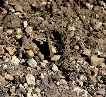 Camouflage Carolina Locust
(center) Camouflage Carolina Locust
(center)