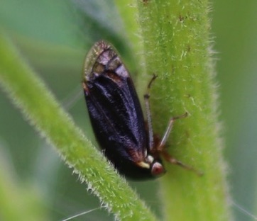 Black Treehopper
Acutalis tartarea Black Treehopper
Acutalis tartarea